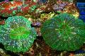 Akvaarium Öökull Silma Korallid (Nupp Korall), Cynarina lacrymalis, roheline Foto, hoolitsemine ja kirjeldus, omadused ja kasvav
