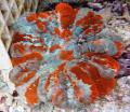 Akvaarium Öökull Silma Korallid (Nupp Korall), Cynarina lacrymalis, motley Foto, hoolitsemine ja kirjeldus, omadused ja kasvav