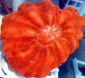 Akvárium Sova Oko Koral (Tlačidlo Koral), Cynarina lacrymalis, červená fotografie, starostlivosť a popis, vlastnosti a pestovanie