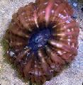 Acuario Búho Coral Ojo (Botón De Coral), Cynarina lacrymalis, marrón Foto, cuidado y descripción, características y cultivación
