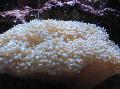 Aquarium Pearl Coral, Physogyra, pink Photo, care and description, characteristics and growing