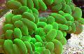 Aquarium Pearl Coral, Physogyra, green Photo, care and description, characteristics and growing