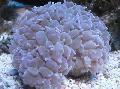მარგალიტი Coral ზრუნვა და მახასიათებლები