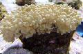 Perle Korall omsorg og kjennetegn