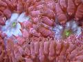 აკვარიუმი ანანასი Coral, Blastomussa, წითელი სურათი, ზრუნვა და აღწერა, მახასიათებლები და იზრდება