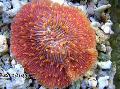 Акваријум Plate Coral (Mushroom Coral), Fungia, црвен фотографија, брига и опис, карактеристике и растуће