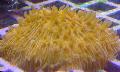 Akvárium Lemez Korall (Gomba Korall), Fungia, sárga fénykép, gondoskodás és leírás, jellemzők és növekvő