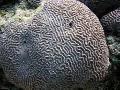 Platygyra Korallen kümmern und Merkmale