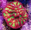 Akvárium Platygyra Korall, tarkabarka fénykép, gondoskodás és leírás, jellemzők és növekvő