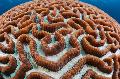 水族馆 Platygyra珊瑚, 褐色 照, 关怀 和 描述, 特点 和 成长