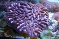 Fiskabúr Platygyra Coral, fjólublátt mynd, umönnun og lýsing, einkenni og vaxandi