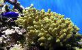 Porites Koralja briga i karakteristike