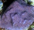 Aquarium Porites Coral, purple Photo, care and description, characteristics and growing