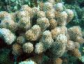 Aquarium Porites Coral, brown Photo, care and description, characteristics and growing