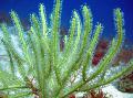 Acuario Pterogorgia abanicos de mar, verde Foto, cuidado y descripción, características y cultivación