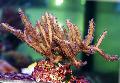 Akvárium Pterogorgia tengeri rajongók, barna fénykép, gondoskodás és leírás, jellemzők és növekvő