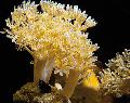 Aquarium Pumping Xenia (Waving Hand, Thick Stem), yellow Photo, care and description, characteristics and growing