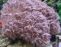 Aquarium Pumping Xenia (Waving Hand, Thick Stem), pink Photo, care and description, characteristics and growing