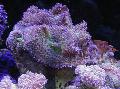 Akvarij Rhodactis gob, vijolična fotografija, nega in opis, značilnosti in rast