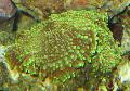 Aquarium Ricordea Pilz, Ricordea yuma, grün Foto, kümmern und Beschreibung, Merkmale und wächst