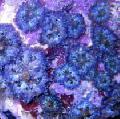 Aquarium Ricordea Pilz, Ricordea yuma, blau Foto, kümmern und Beschreibung, Merkmale und wächst