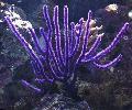 Aquarium Sea Fan, Euplexaura, purple Photo, care and description, characteristics and growing