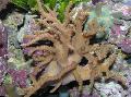Aquarium Sinularia Finger Leather Coral, brown Photo, care and description, characteristics and growing