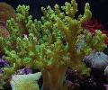 Aquarium Sinularia Finger Leather Coral, green Photo, care and description, characteristics and growing