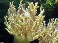 Aquarium Sinularia Finger Leather Coral, yellow Photo, care and description, characteristics and growing