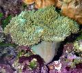 Aquarium Soft Mushroom, Sarcophyton, green Photo, care and description, characteristics and growing