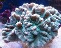 Aquarium Stekelige Cup, Pectinia, lichtblauw foto, zorg en beschrijving, karakteristieken en groeiend