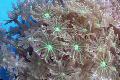 Aquarium Star Polyp, Tube Coral clavularia, Clavularia, green Photo, care and description, characteristics and growing