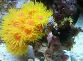 Aquarium Sun-Flower Coral Orange, Tubastraea, yellow Photo, care and description, characteristics and growing