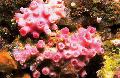 Akvarium Sol-Blomma Korall Apelsin, Tubastraea, röd Fil, vård och beskrivning, egenskaper och odling