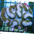 Aquarium Symphyllia Coral, light blue Photo, care and description, characteristics and growing