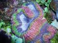 Symphyllia Korallen kümmern und Merkmale