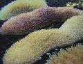 Aquarium Tongue Coral (Slipper Coral), Polyphyllia talpina, yellow Photo, care and description, characteristics and growing