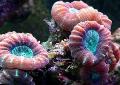 Aquarium Torche Corail (Candycane Corail, Trompette Corail), Caulastrea, rouge Photo, un soins et la description, les caractéristiques et un cultivation