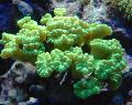 Aquarium Fakkel Koraal (Candycane Koraal, Trompet Koraal), Caulastrea, geel foto, zorg en beschrijving, karakteristieken en groeiend