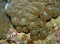 Acvariu Lanternă Coral (Candycane Coral, Trompeta Coral), Caulastrea, maro fotografie, îngrijire și descriere, caracteristici și în creștere