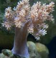Træ Bløde Koraller (Kenya Træ Koral)   Foto, egenskaber og pleje