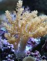 Árvore Coral Macia (Kenya Árvore Coral) cuidado e características