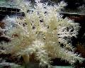 Träd Mjuk Korall (Kenya Träd Korall) vård och egenskaper