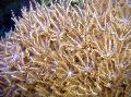 Akvaryum Sallayarak El Mercan clavularia, Anthelia, kahverengi fotoğraf, bakım ve tanım, özellikleri ve büyüyen