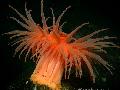 Akvarij Morski Nevretenčarji Actinostola Chilensis vetrnic, rdeča fotografija, nega in opis, značilnosti in rast