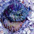 მოლუსკები Astraea Turbo Snail (Astraea Conehead Snail)  სურათი, მახასიათებლები და ზრუნვა