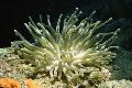 水族馆 海无脊椎动物 大西洋海葵, Condylactis gigantea, 粉红色 照, 关怀 和 描述, 特点 和 成长