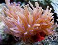 Akvarium Havet Hvirvelløse Dyr Atlantic Anemone, Condylactis gigantea, spottet Foto, pleje og beskrivelse, egenskaber og voksende