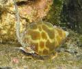 molluschi Spiratas Babylonia  foto, caratteristiche e la cura