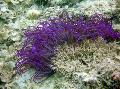 Аквариум Морски Безгръбначни Формован Полип (Ordinari Съсънка) анемони, Heteractis crispa, лилаво снимка, грижа и описание, характеристики и култивиране